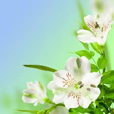 beautiful flowers hd picture 11 free
