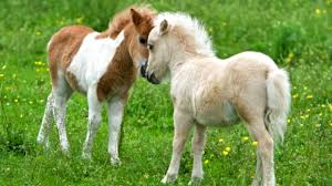 Falabella.Unusual Horses.The Smallest Horse In The World - YouTube