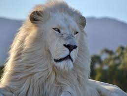 100 white lion wallpapers