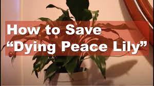 how to save dying peace lily peace