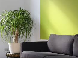 Colour Scheme Lime For The Living Room