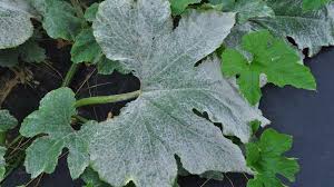 the problem with powdery mildew in