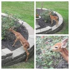 Deer Deters For Your Garden