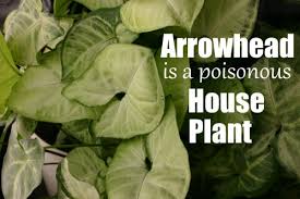 Identify Poisonous House Plants