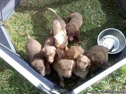 Why buy a chesapeake bay retriever puppy for sale if you can adopt and save a life? Chesapeake Bay Retriever Pups Price 300 350 For Sale In Pulaski Georgia Best Pets Online