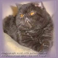 They're all gorgeous, unique, and just might just be your next pet. Exotic Shorthair Cat Breeders Websites Kittysites Com
