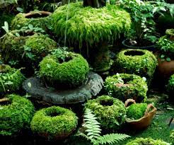 Moss Gardening Ideas Easy Moss Garden