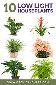 House Plants Indoor Plants