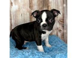 boston terrier puppy black white id