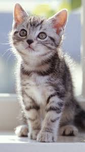 Tabby Kittens Iphone Wallpapers Free
