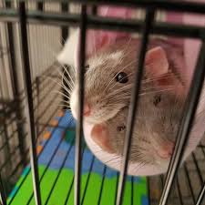 Best Bedding For Rats To Reduce Odor