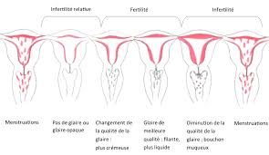 Perte blanche cremeuse apres ovulation: 4 Astuces Pour Observer La Glaire Cervicale Elle En Sens