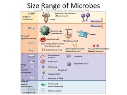 Main Themes Of Microbiology Ppt Video Online Download