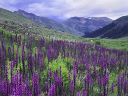 Native to the higher elevations of the intermountain west, is best suited to mountain gardens and areas of the west with cool nights. Wildflowers In Alpine Meadow Ouray San Juan Mountains Rocky Mountains Colorado Usa Photographic Print Rolf Nussbaumer Art Com