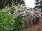 Image result for clematis vitalba