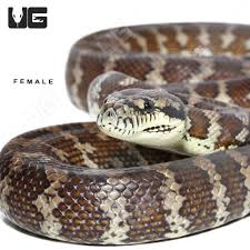 darwin carpet python 1 morelia