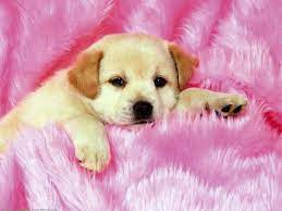 The Smallest Puppies Wallpapers ...