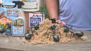 how to get rid of fire ants thv11 com