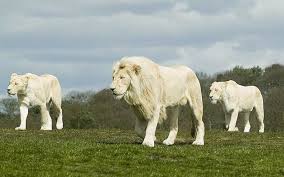  The white lions pictures and wallpapers 