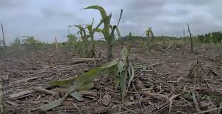 Mid Season Hail Damage Assessments In Corn And Soybeans