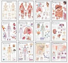 Body Systems Chart Set 9781932922943 Medicine Health