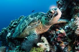 Letak indonesia yang berada di kawasan tropis memungkinkan ekosistem di laut dangkal seperti terumbu karang untuk tumbuh dan berkembang. Arti Penting Laut Tiongkok Selatan Shareamerica