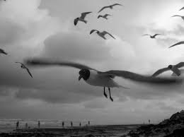 Î‘Ï€Î¿Ï„Î­Î»ÎµÏƒÎ¼Î± ÎµÎ¹ÎºÏŒÎ½Î±Ï‚ Î³Î¹Î± seagulls storm