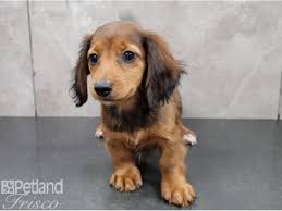 miniature dachshund puppy red sable id