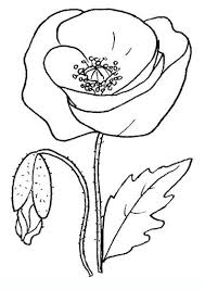 Poppy Flowers Coloring Pages Coloring Pages For Adults Flower
