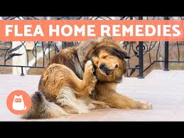 home remes for killing fleas on dogs