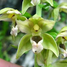 Epipactis helleborine (broad-leaved helleborine): Go Botany