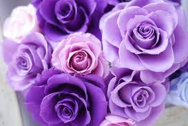 mystical enchantment of purple roses
