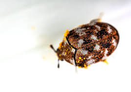 do carpet beetles jump pest control