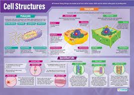Cell Structures Science Posters Gloss Paper Measuring 33 X 23 5 Stem Charts For The Classroom Education Charts By Daydream Education