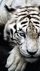 337075 White Tiger phone HD Wallpapers ...