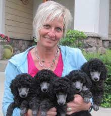 absolute silver miniature poodles