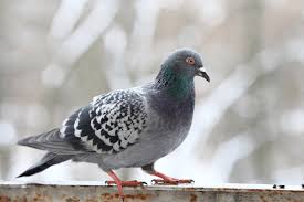 trapping pigeons removal and prevention