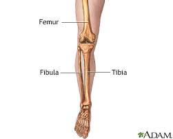 The femur, or thigh bone, is the largest, heaviest, and strongest bone in the human body. Leg Skeletal Anatomy Medlineplus Medical Encyclopedia Image