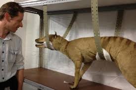 Another tasmanian tiger sighting has been reported in south gippsland. Unseen Tasmanian Tiger Photo And Hair Renews Interest In Thylacine Abc News