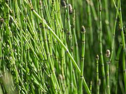 The group is now almost extinct, but one genus survives. Horsetail Plant Care And Growing Guide