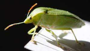 common garden pests and