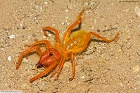 Camels can go for a long time without food and water, which is how they survive in deserts! Camel Spider Facts Pictures In Depth Information Desert Arachnids