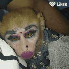 rakeitoop monkey makeup monki gif