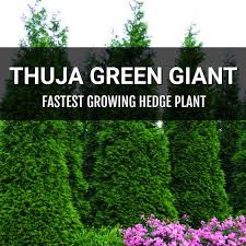 Thuja Green Giant Fast Growing Arborvitae For Evergreen