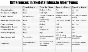Type I Type Ii Muscle Fiber Types Core Muscle Exercises
