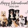 International dog day was founded in 2004 by colleen paige, a pet & family lifestyle expert, animal rescue advocate, conservationist, dog trainer and author. Https Encrypted Tbn0 Gstatic Com Images Q Tbn And9gcqmfxdhadeckewnt0bb4yi4im1g 50cdrybgaczxc52hfg0ibc8 Usqp Cau