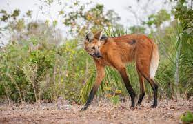 Maned Wolf on the Prowl | Sean Crane Photography
