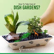 How To Take Care Of Dish Gardens