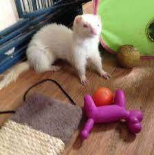 ferret toys the best homemade diy toys