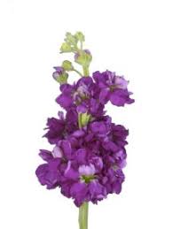Download in under 30 seconds. Stock Flower Information Stock Cut Flower Flower Shop Network